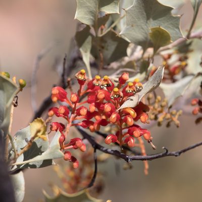 Grevillea wickhamii, photographed by Kym Nicolson