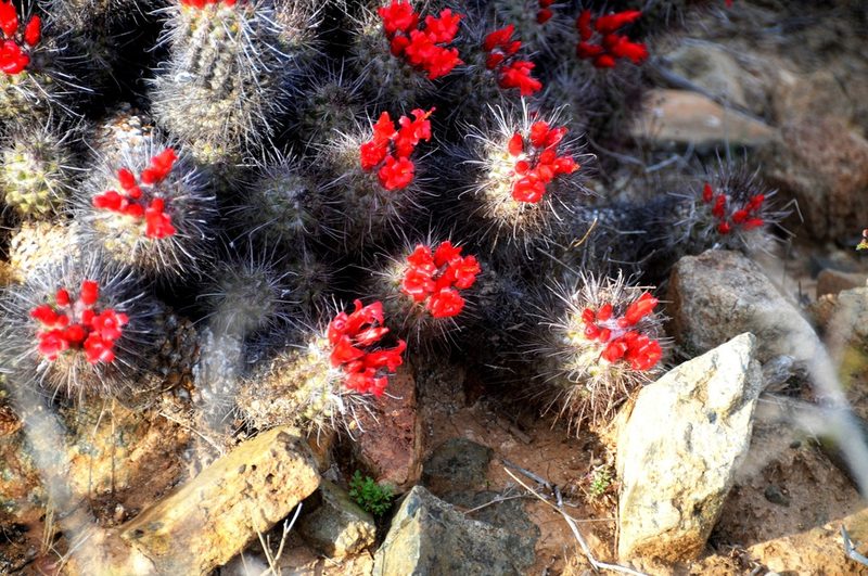 Cochemiea maritima, photographed by sandor_in