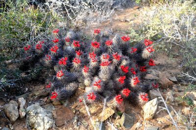 Cochemiea maritima, photographed by sandor_in