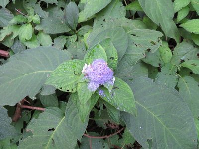 Hydrangea involucrata, photographed by Marco Mussita