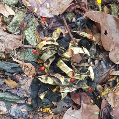 Adenanthera pavonina, photographed by Cheongweei Gan
