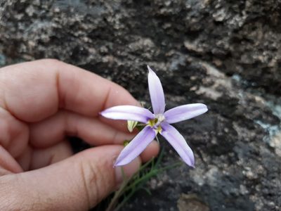 Lithotoma axillaris, photographed by Matthew Lincoln