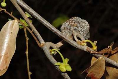 Artabotrys brachypetalus