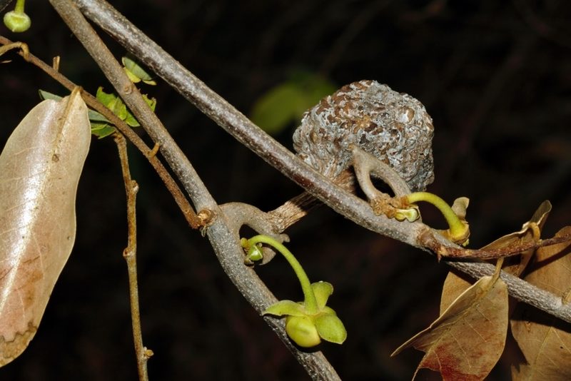 Artabotrys brachypetalus, photographed by i_c_riddell