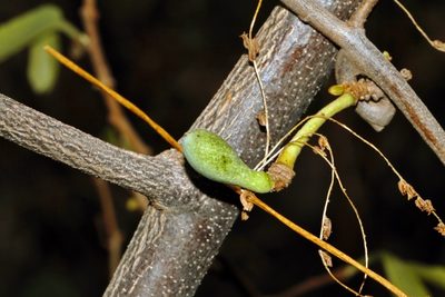 Artabotrys brachypetalus, photographed by i_c_riddell