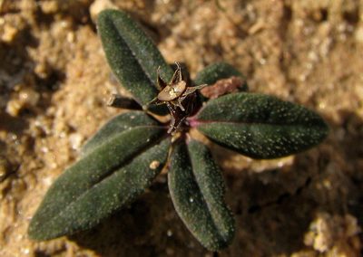 Spigelia genuflexa, photographed by russiannaturalistbrazil