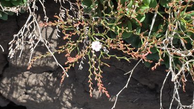 Limonium hyblaeum, photographed by Andrew Thornhill
