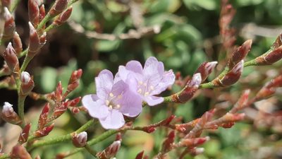 Limonium hyblaeum, photographed by Andrew Thornhill