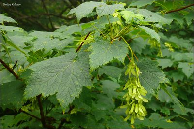 Acer ukurunduense, photographed by Dmitry Kulakov