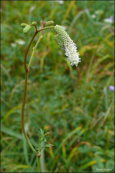 Sanguisorba tenuifolia, photographed by Dmitry Kulakov