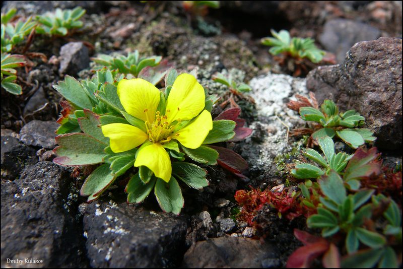 Sibbaldia miyabei, photographed by Dmitry Kulakov