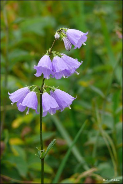 Adenophora triphylla, photographed by Dmitry Kulakov