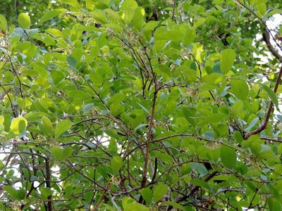 Diospyros senensis, photographed by i_c_riddell
