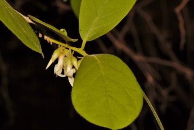 Diospyros senensis, photographed by i_c_riddell