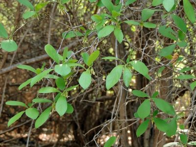 Diospyros senensis, photographed by i_c_riddell