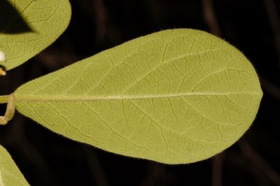 Diospyros senensis, photographed by i_c_riddell