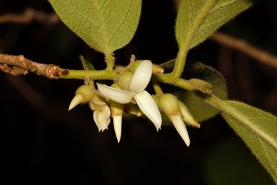 Diospyros senensis, photographed by i_c_riddell