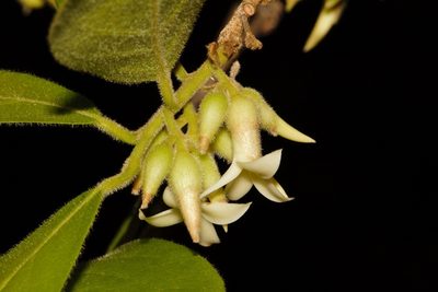 Diospyros senensis, photographed by i_c_riddell