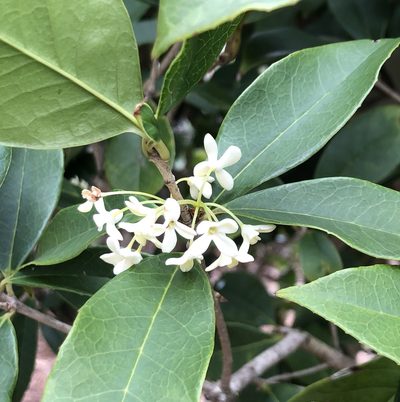 Osmanthus fragrans, photographed by Sue Ann Kendall