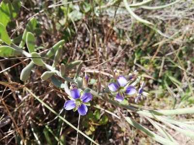 Heliophila cinerea, photographed by Nadine Van Zyl