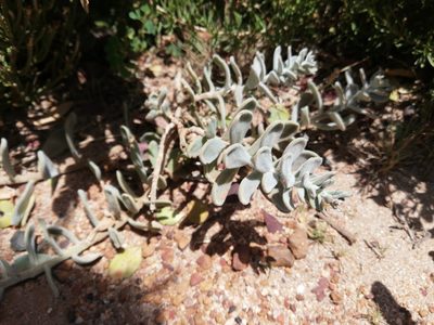 Heliophila cinerea, photographed by Nadine Van Zyl