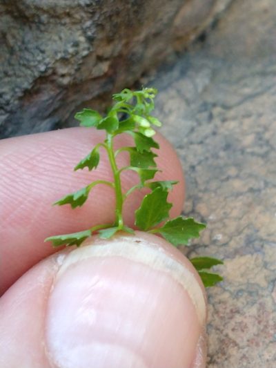 Wimmerella hedyotidea, photographed by Quentin Groom