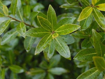 Pittosporum colensoi, photographed by Paul Bell-Butler