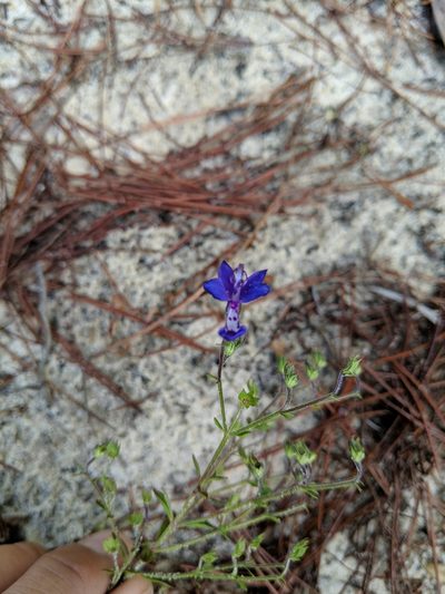 Trichostema suffrutescens, photographed by James Weaver