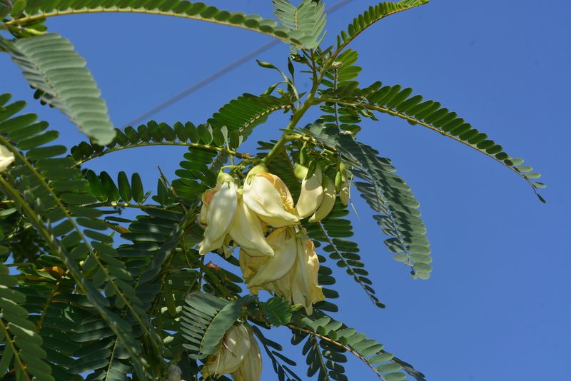 Sesbania grandiflora, photographed by S.MORE