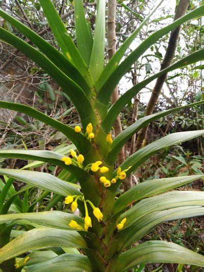Maxillaria aurea, photographed by GERMAN LEONEL SARMIENTO CRUZ