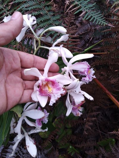 Sobralia roezlii, photographed by GERMAN LEONEL SARMIENTO CRUZ