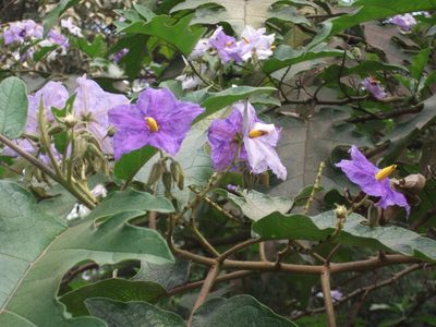 Solanum wrightii, photographed by Paul Cook