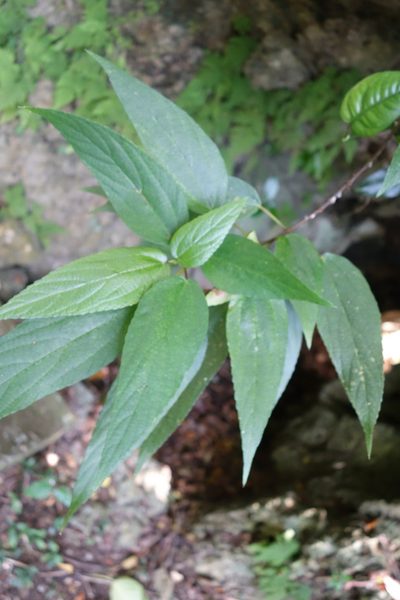 Boehmeria zollingeriana, photographed by agujaceratops