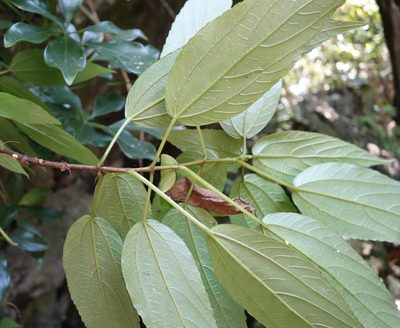 Boehmeria zollingeriana, photographed by agujaceratops