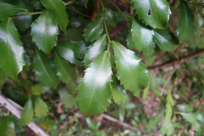 Ardisia cornudentata, photographed by agujaceratops