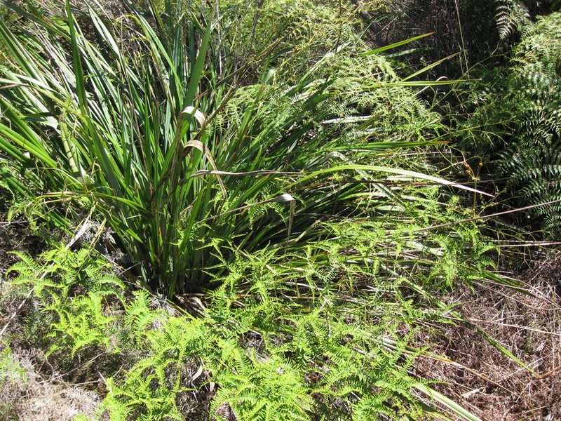 Dianella haematica, photographed by Ed Wilson