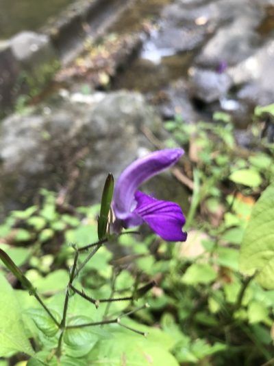 Brillantaisia lamium, photographed by Lera Miles