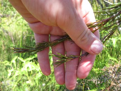 Dracophyllum lessonianum, photographed by Ed Wilson