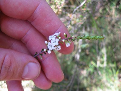 Epacris pauciflora, photographed by Ed Wilson