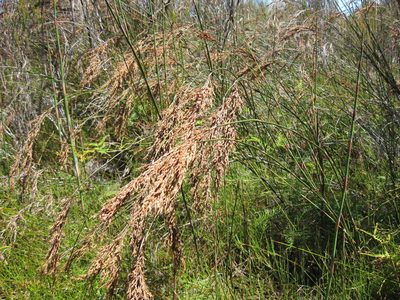 Sporadanthus ferrugineus, photographed by Ed Wilson