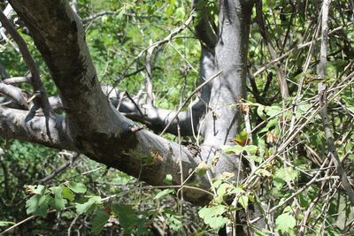 Bursera copallifera, photographed by Viacheslav Shalisko