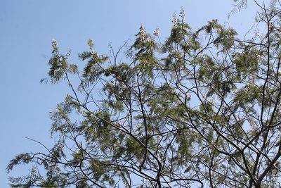 Leucaena esculenta, photographed by Viacheslav Shalisko