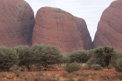 Acacia aneura, photographed by Zoltán Stekkelpak