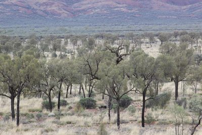 Allocasuarina decaisneana, photographed by Zoltán Stekkelpak