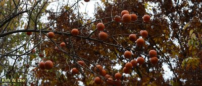 Diospyros kaki, photographed by Kim, Hyun-tae