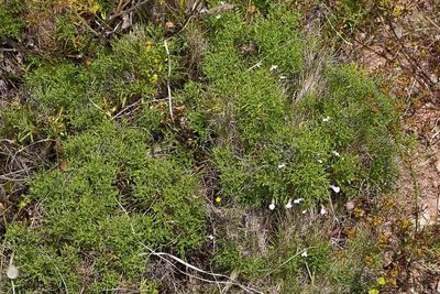 Stachys glutinosa, photographed by Drepanostoma