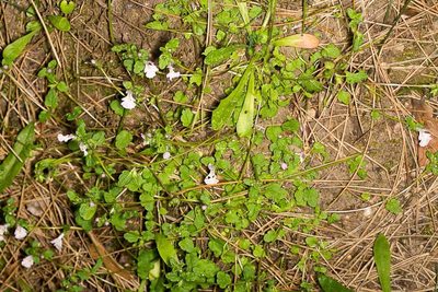 Stachys corsica, photographed by Drepanostoma