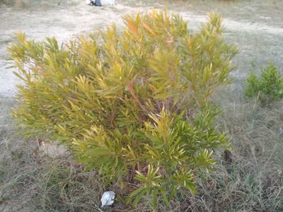 Labatia salicifolia, photographed by Rafael Tosi