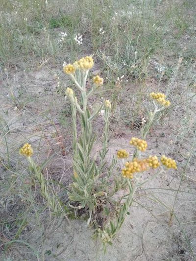 Pseudognaphalium cheiranthifolium, photographed by Rafael Tosi