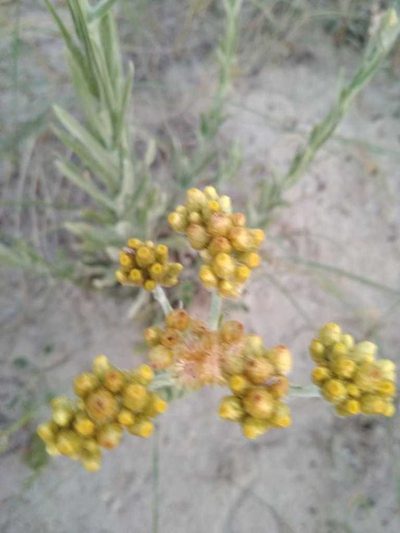 Pseudognaphalium cheiranthifolium, photographed by Rafael Tosi